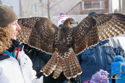 Buse  queue rousse immature- Red-tailed Hawk