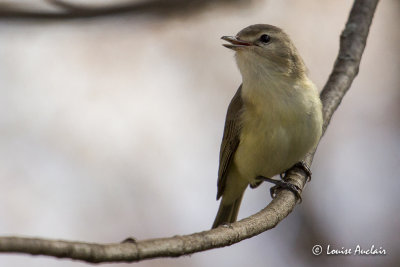 Viro mlodieux - Warbling Vireo