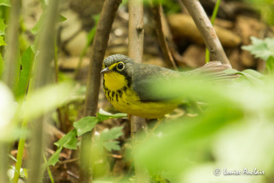 Paruline du Canada - Canada Warbler