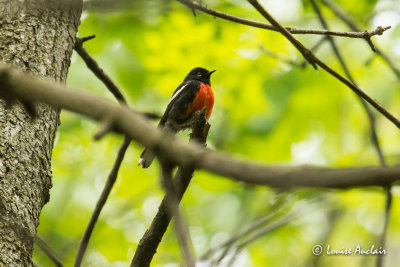 Paruline à ailes nlanches