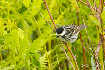 Paruline rayée