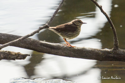 Paruline des ruisseaux