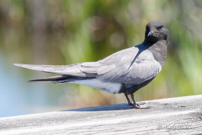 Guifette noire - Black Tern