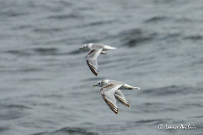 Mouette Tridactyle