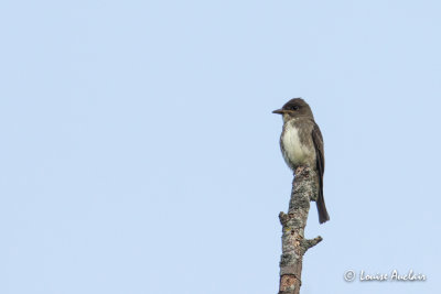 Moucherolle  cots olive - Olive-sided Flycatcher
