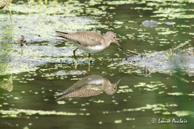 Chevalier solitaire - Solitary Sandpiper