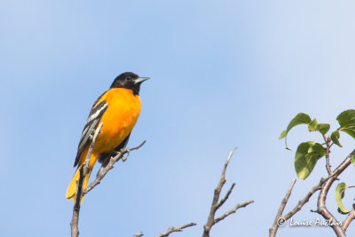 Oriole de Baltimore