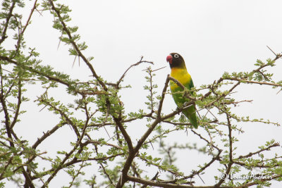 Insparable masqu - Yellow-collared Lovebird