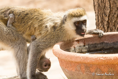 Singe grivet ou singe vert