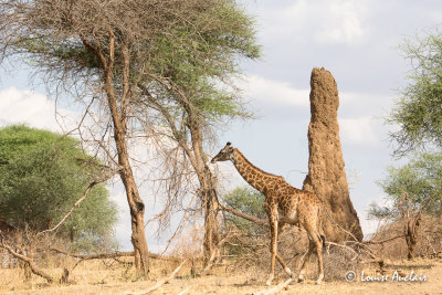 Certaines termitires sont plus grandes que les girafes