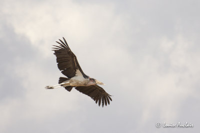 Marabout d'Afrique - Marabou Stork