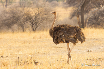 Autruche d'Afrique - Common Ostrich 
