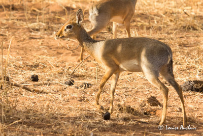 Dik-Dik de Kirk