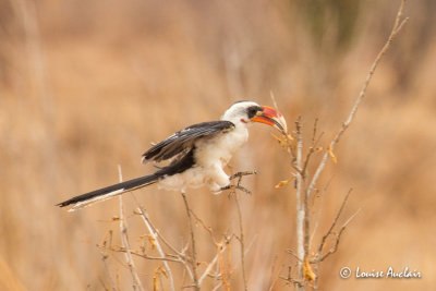 Calao de der Deckens - Von der Decken's Hornbill