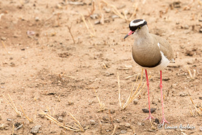 Vanneau couronn - Crowned Plover