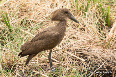 Ombrette africaine -  Hamerkop