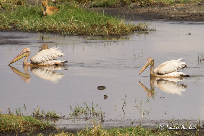 Plican blanc - Great White Pelican