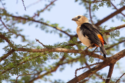 Alecto  tte blanche - White-headed Buffalo-Weaver