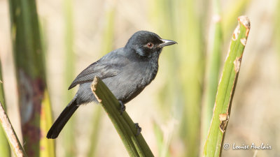 Gobemouche sud-africain - Southern Black Flycatcher 