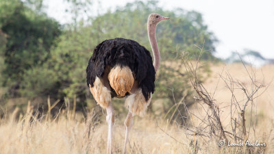 Autruche d'Afrique - Common Ostrich  mle