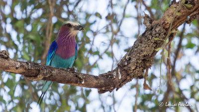 Rollier  longs brins - Lilac-breasted Roller