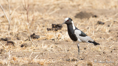 Vanneau arm - Blacksmith Plover