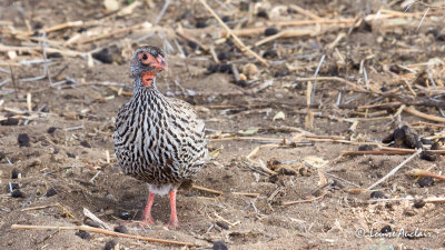 Francolin  gorge rouge - Red-necked Spurfowl