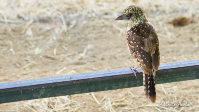 Barbican d'Arnaud - D'Arnaud's Barbet