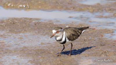 Pluvier  triple collier - Three-banded Plover