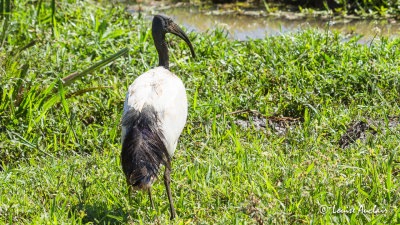 Ibis sacr - Sacred Ibis