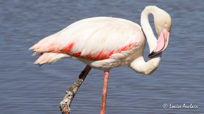 Flamant rose - Greated Flamingo
