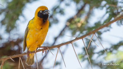 Tisserin de Speke - Speke's Weaver