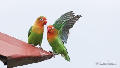 Insparable de Fisher - Fisher's Lovebird