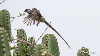 Coliou ray - Speckled Mousebird