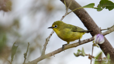 Zostrops  flancs jaunes - Abyssinian White-eye