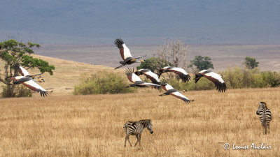 Grue royale - Grey Crowned Crane