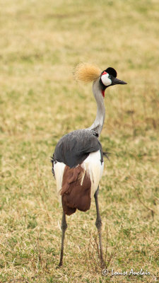 Grue royale - Grey Crowned Crane