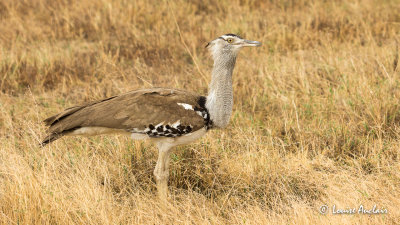 Outarde Kori - Kori Bustard