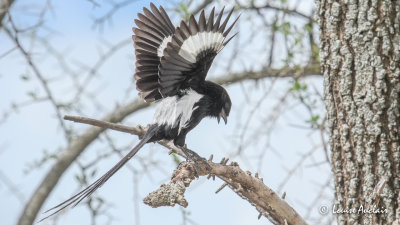 Corvinelle noir et blanc - Magpie Shrike