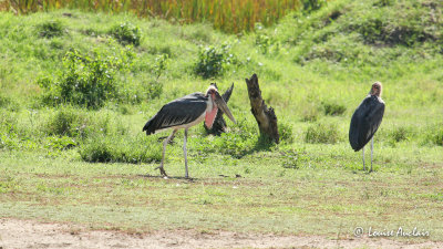 Marabout d'Afrique - Marabou Stork