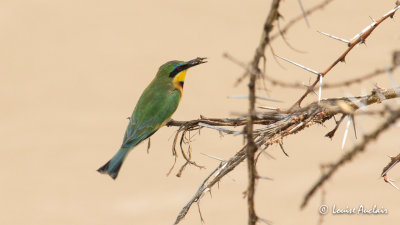 Gupier nain - Little Bee-eater