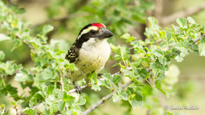 Barbican  diadme - Red-fronted Barbet