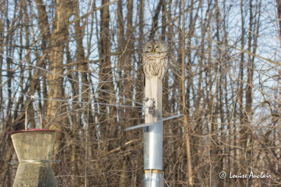 Chouette raye -Barred Owl