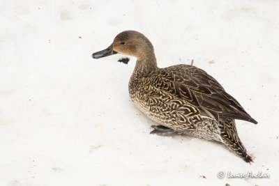 Canard pilet - Northern Pintail