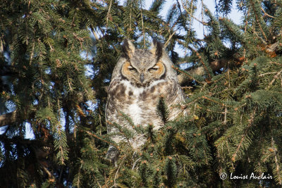 Grand-duc d'Amérique - Great Horned Owl