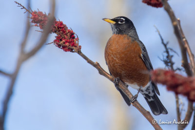 Merle d'Amrique - Robin