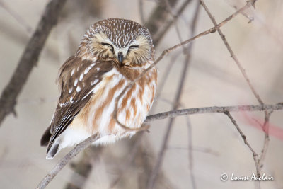 Petite nyctale - Northern Saw-Whet Owl