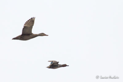Sarcelle dhiver - Green-winged Teal et Canard colvert Mallard