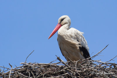 Cigogne blanche