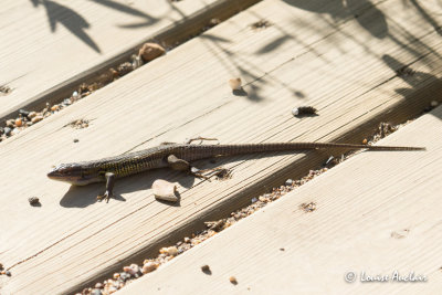 Psammodrome algire (Psammodromus algirus)